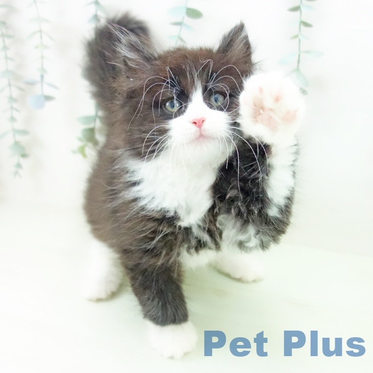 ノルウェージャンフォレストキャットの写真2