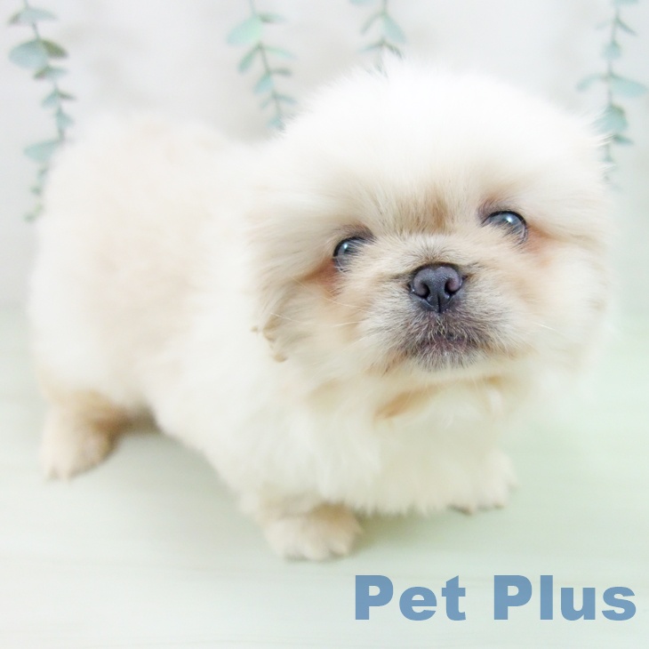 ペキニーズ