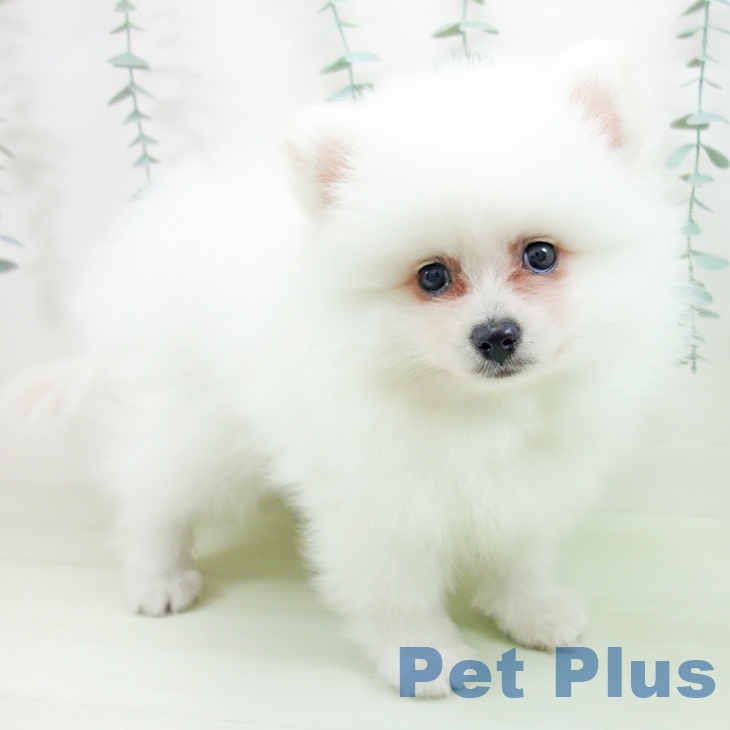 愛知県のポメラニアン (ペットプラス 東浦店/2026年4月21日生まれ/男の子/クリーム)の子犬