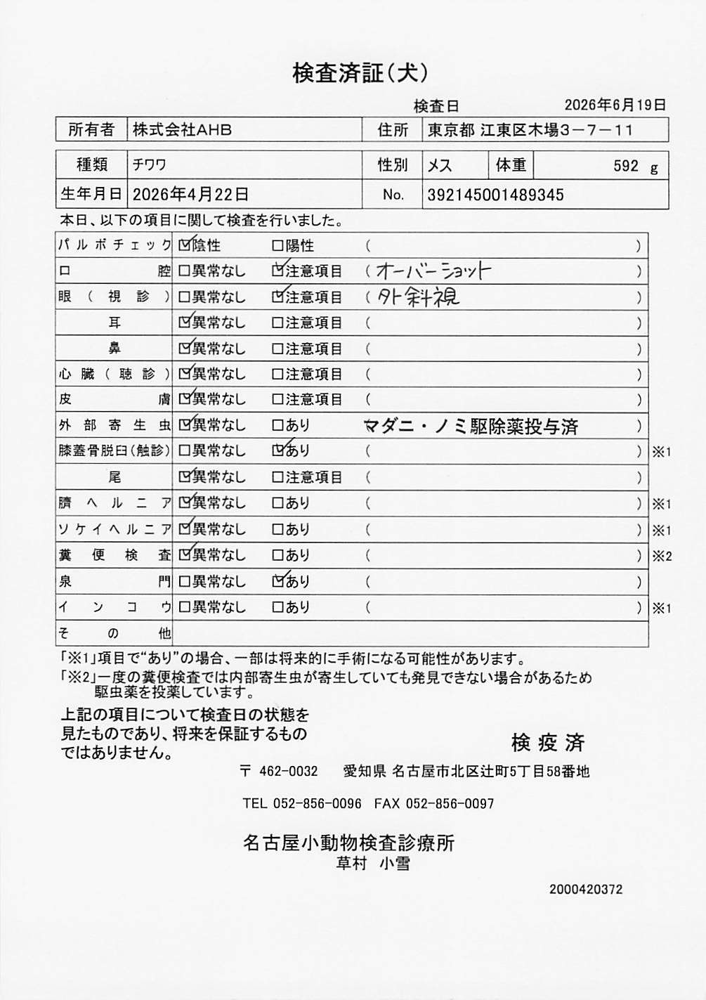 チワワ
