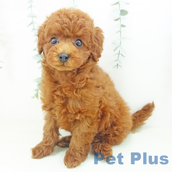 愛知県のトイプードル(トイ) (ペットプラス 東浦店/2026年4月18日生まれ/男の子/レッド)の子犬の2枚目の画像