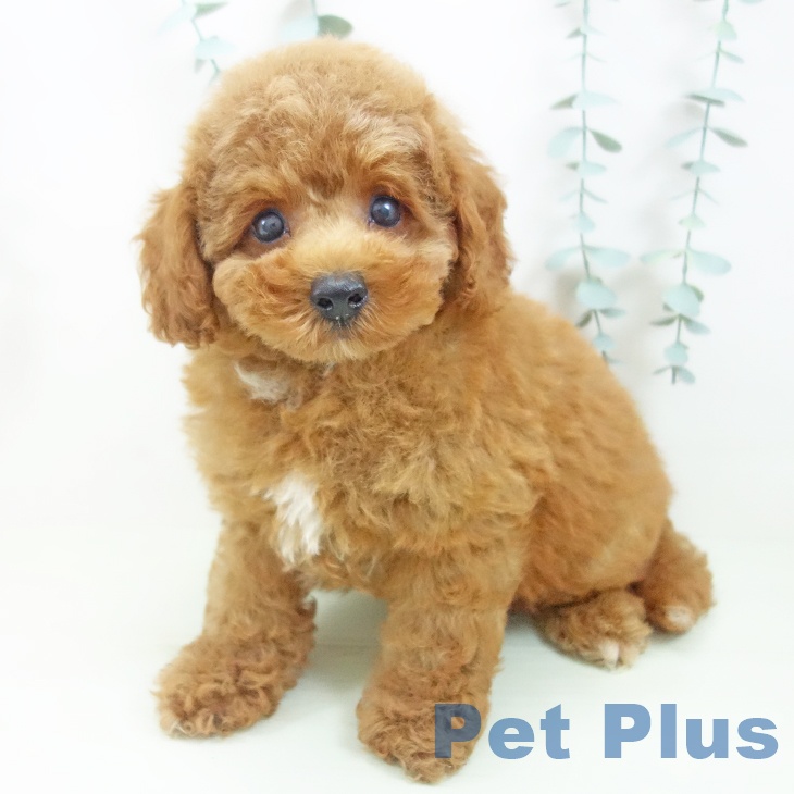 福井県のトイプードル(トイ) (ペットプラス 福井店/2026年4月17日生まれ/男の子/レッド)の子犬の1枚目の画像