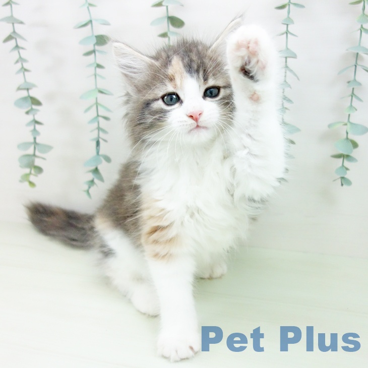 ノルウェージャンフォレストキャットの写真2