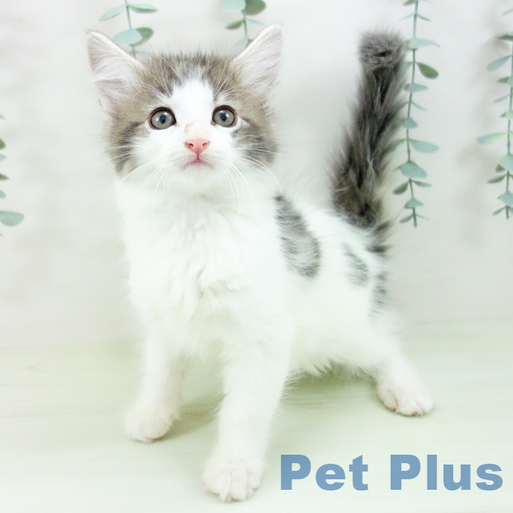 ノルウェージャンフォレストキャットの写真2