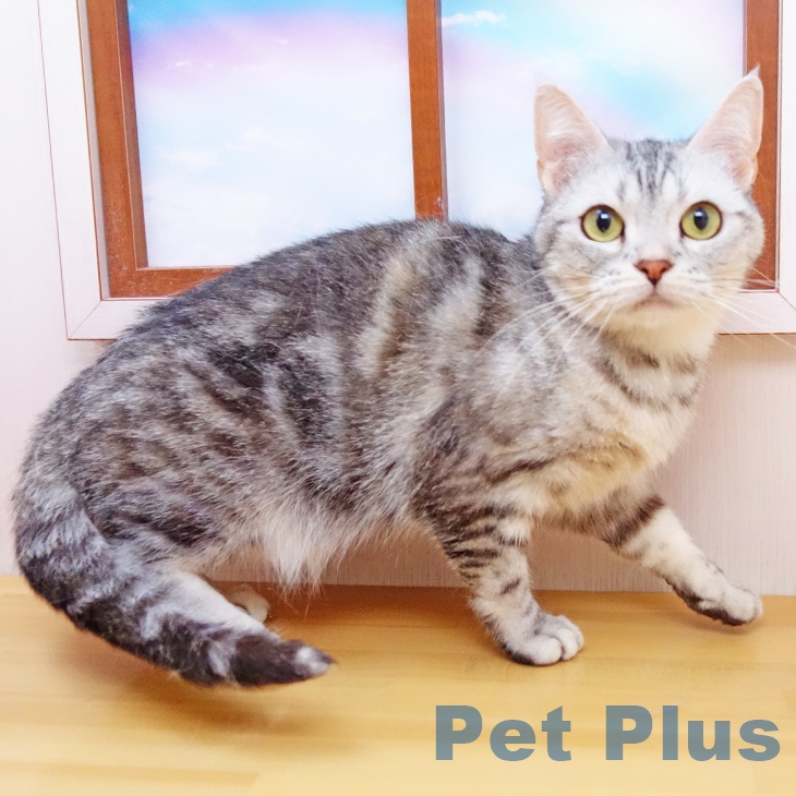 アメリカンショートヘアの詳細情報 | PetPlus パートナードッグ&キャット