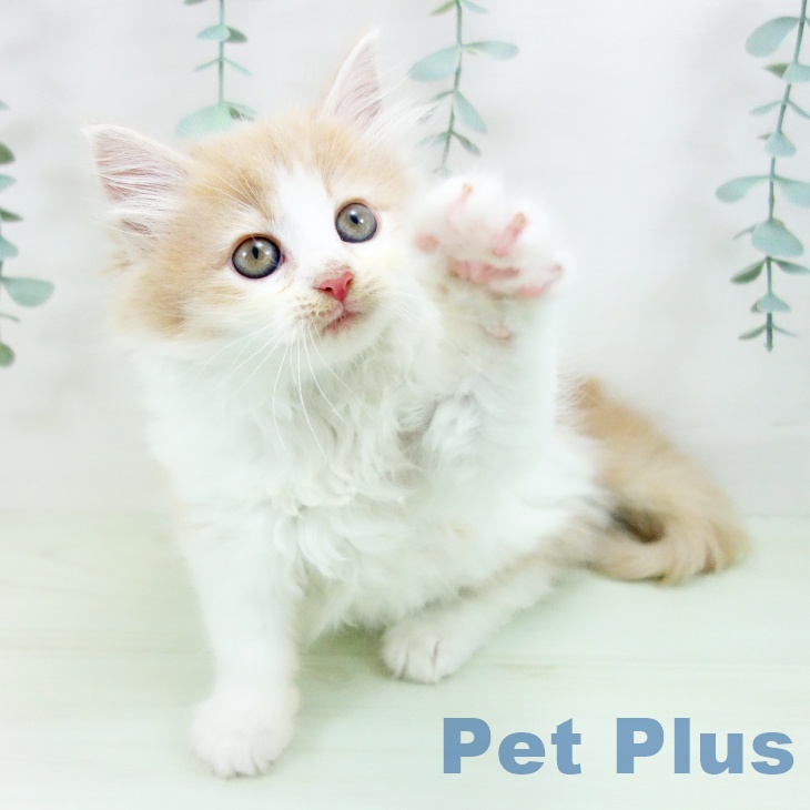 ノルウェージャンフォレストキャットの写真2