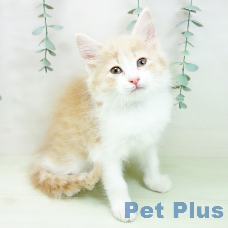 ノルウェージャンフォレストキャット