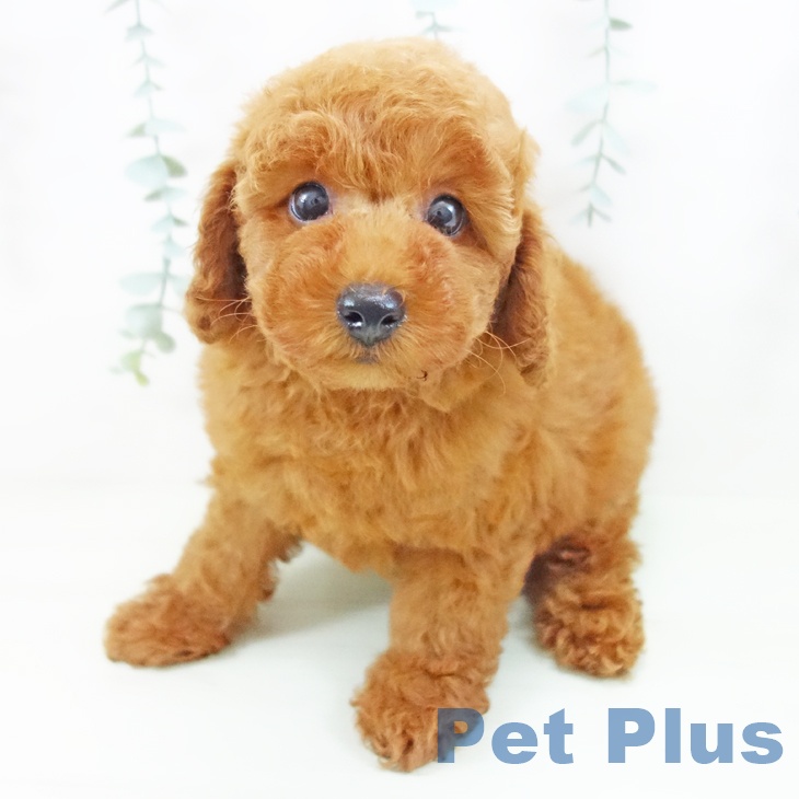 福井県のトイプードル(トイ) (ペットプラス 福井店/2026年4月26日生まれ/男の子/レッド)の子犬の2枚目の画像