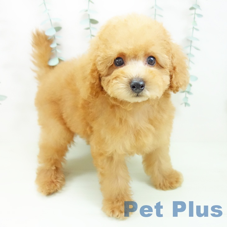 三重県のトイプードル(トイ) (ペットプラス 鈴鹿店/2026年4月26日生まれ/男の子/レッド)の子犬