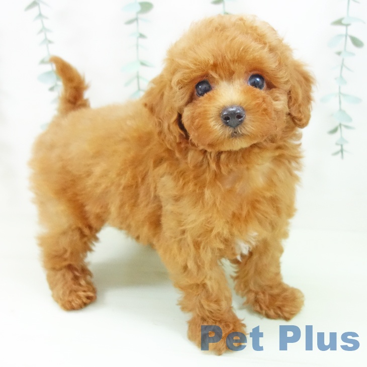 愛知県のトイプードル(トイ) (ペットプラス 岡崎店/2026年4月25日生まれ/女の子/レッド)の子犬の1枚目の画像