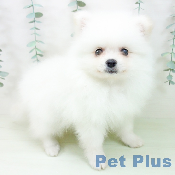 愛知県のポメラニアン (ペットプラス 則武新町店/2026年4月28日生まれ/女の子/クリーム)の子犬