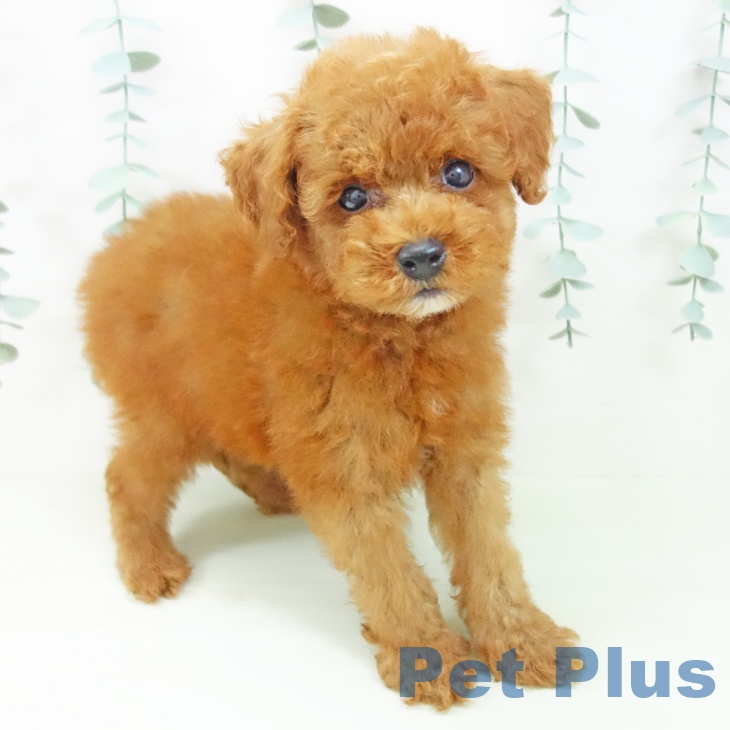 富山県のトイプードル(トイ) (ペットプラス 高岡店/2026年4月29日生まれ/男の子/レッド)の子犬の1枚目の画像