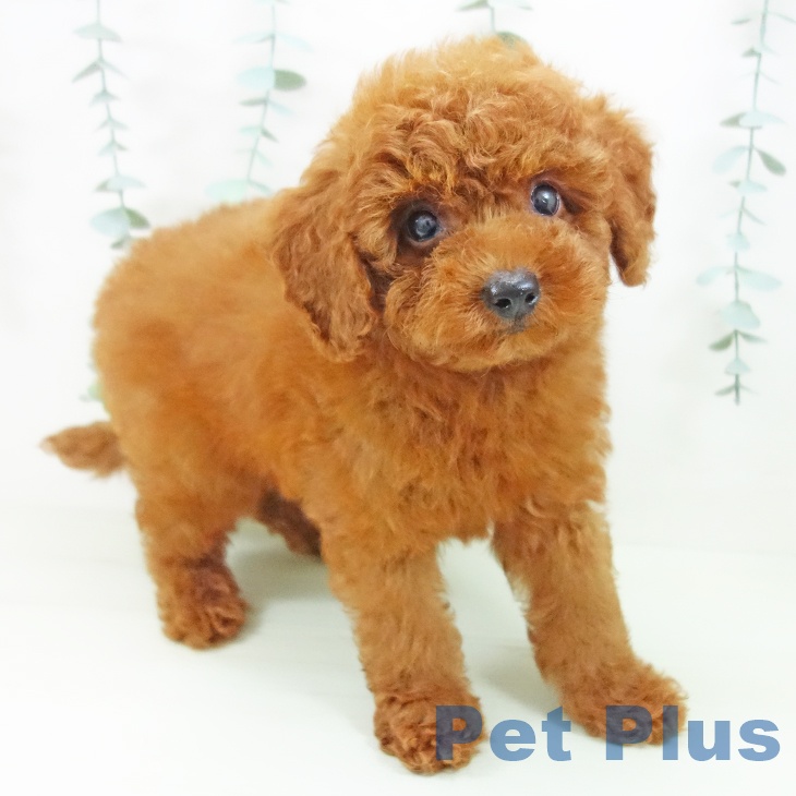三重県のトイプードル(トイ) (ペットプラス 鈴鹿店/2026年4月29日生まれ/男の子/レッド)の子犬