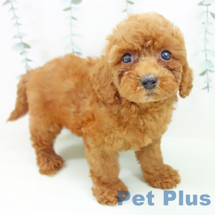 岐阜県のトイプードル(トイ) (ペットプラス 各務原店/2026年4月29日生まれ/女の子/レッド)の子犬の1枚目の画像