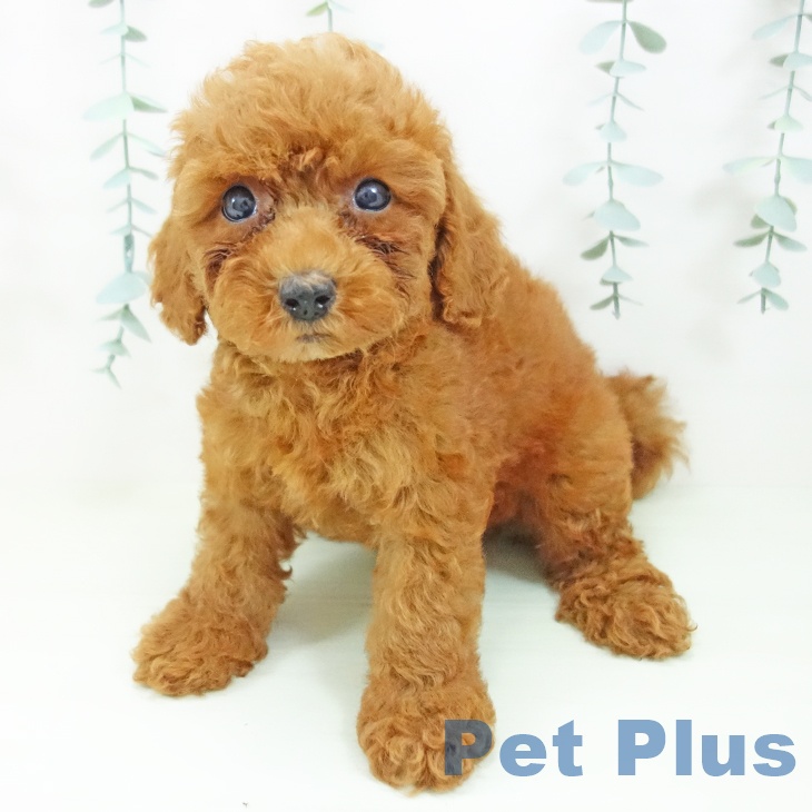 岐阜県のトイプードル(トイ) (ペットプラス 各務原店/2026年4月29日生まれ/女の子/レッド)の子犬の2枚目の画像