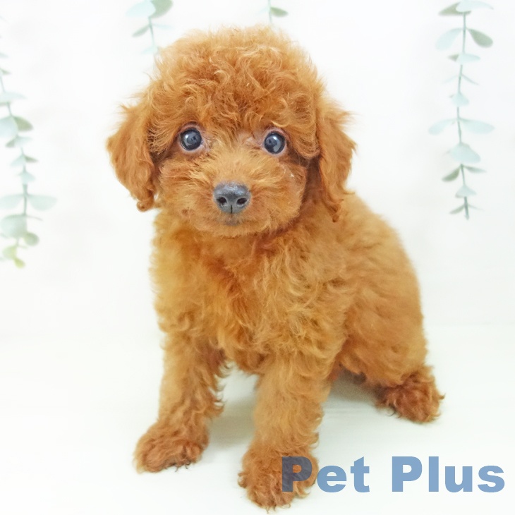 愛知県のトイプードル(トイ) (ペットプラス 三好店/2026年4月28日生まれ/男の子/レッド)の子犬