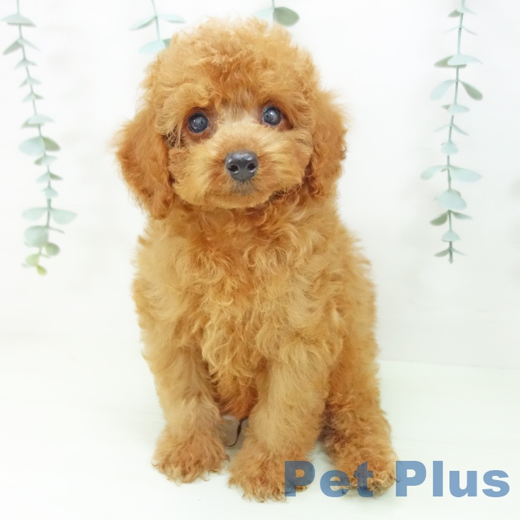 石川県のトイプードル(トイ) (ペットプラス かほく店/2026年4月28日生まれ/男の子/レッド)の子犬の1枚目の画像