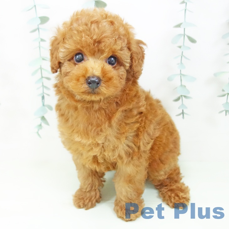 愛知県のトイプードル(トイ) (ペットプラス 岡崎店/2026年5月1日生まれ/男の子/レッド)の子犬の1枚目の画像