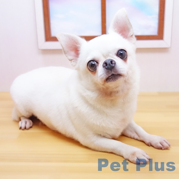 チワワの写真2