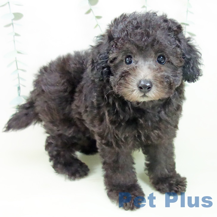 富山県のトイプードル(トイ) (ペットプラス 高岡店/2026年5月2日生まれ/男の子/シルバー)の子犬の1枚目の画像