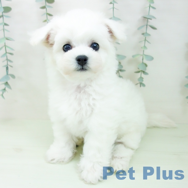 ビション・フリーゼの写真2