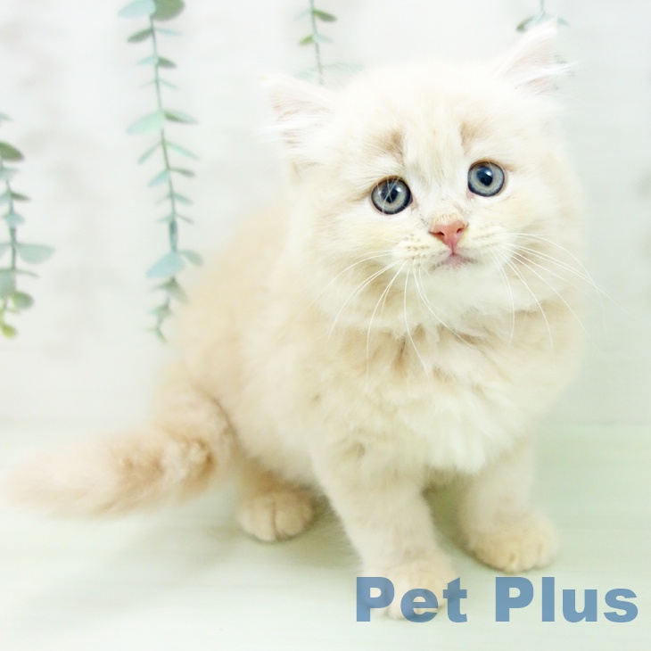 岐阜県のラガマフィン (ペットプラス 各務原店/2026年5月5日生まれ/男の子/クリームタビー)の子猫の1枚目の画像