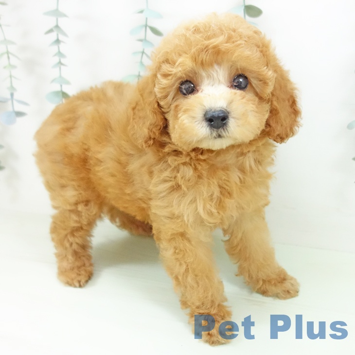 三重県のトイプードル(トイ) (ペットプラス 津南店/2026年5月7日生まれ/男の子/アプリコット)の子犬の1枚目の画像