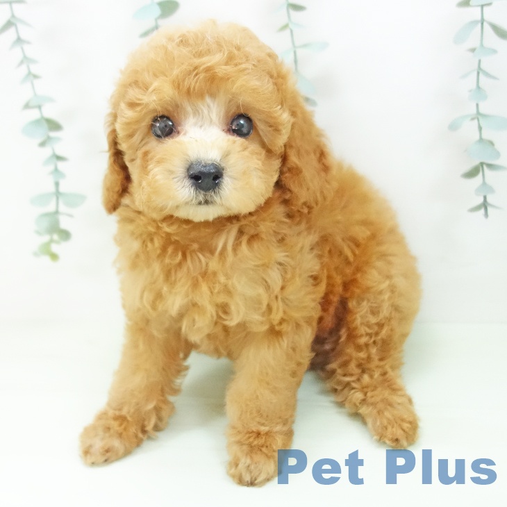三重県のトイプードル(トイ) (ペットプラス 津南店/2026年5月7日生まれ/男の子/アプリコット)の子犬の2枚目の画像