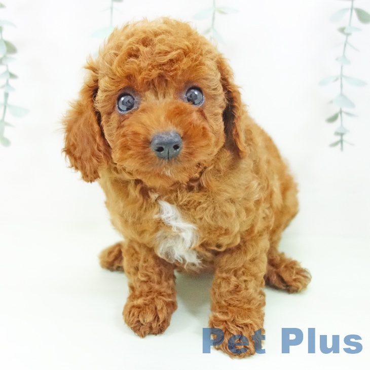 三重県のトイプードル(トイ) (ペットプラス 東員店/2026年5月8日生まれ/男の子/レッド)の子犬の2枚目の画像