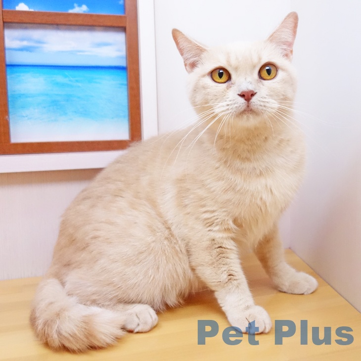 マンチカンの詳細情報 | PetPlus パートナードッグ&キャット