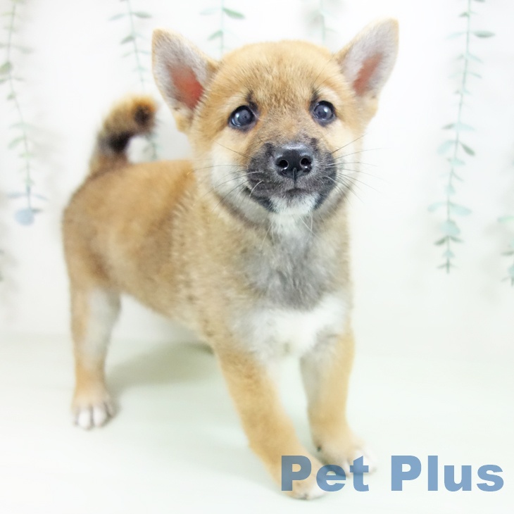 愛知県の柴犬(標準サイズ) (ペッツワン 東海店/2026年5月11日生まれ/男の子/赤)の子犬