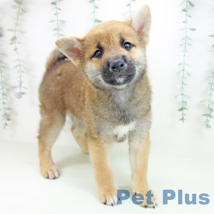 愛知県の柴犬(標準サイズ) (ペットプラス 豊橋牧野店/2026年5月11日生まれ/男の子/赤)の子犬