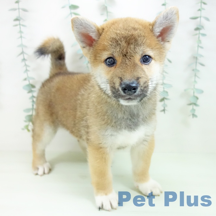 岐阜県の柴犬(標準サイズ) (ペットプラス 各務原店/2026年5月11日生まれ/男の子/赤)の子犬