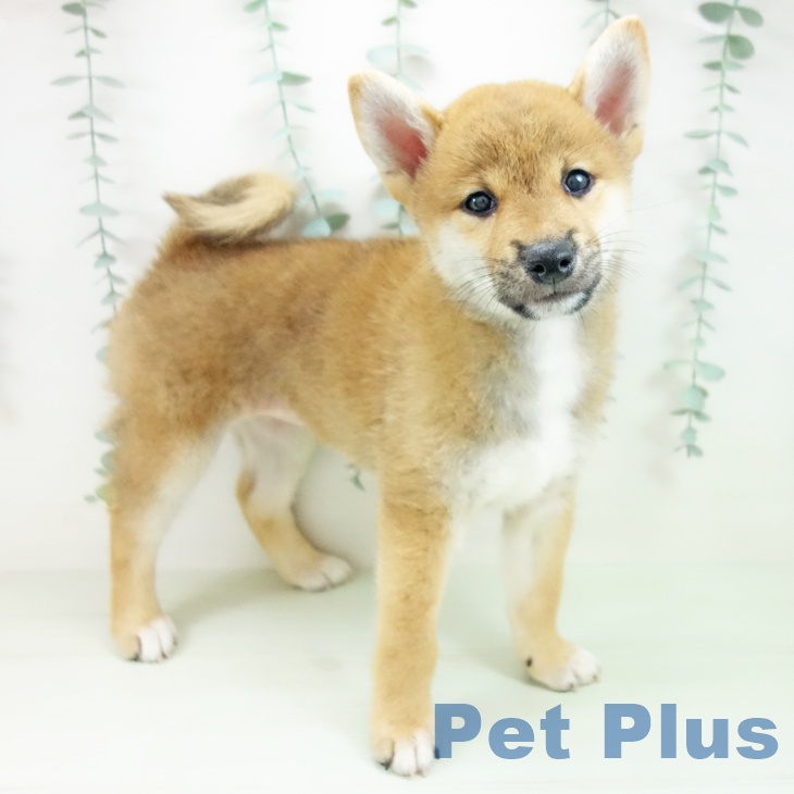 三重県の柴犬(標準サイズ) (ペットプラス 鈴鹿店/2026年5月11日生まれ/女の子/赤)の子犬