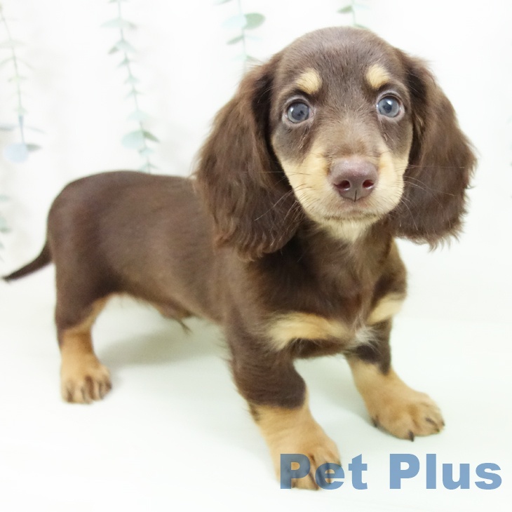 ミニチュア・ダックスフンド