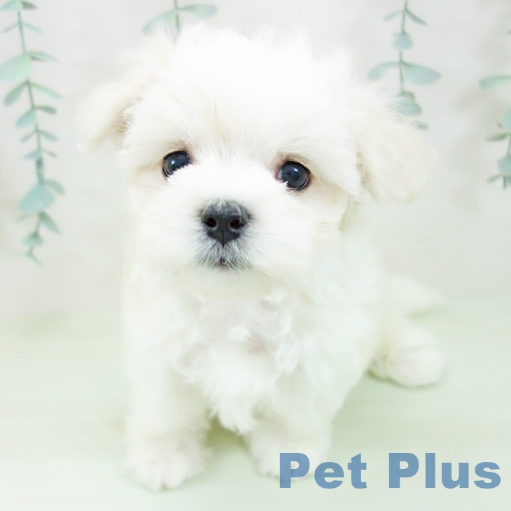 三重県のマルチーズ (ペットプラス 東員店/2026年5月10日生まれ/男の子/ホワイト)の子犬