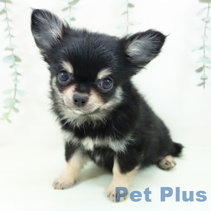 愛知県のチワワ(ロング) (ペットプラス みなと店/2026年4月29日生まれ/男の子/ブラックタン)の子犬の2枚目の画像