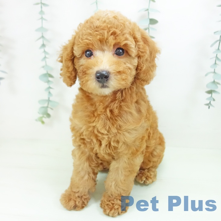 愛知県のトイプードル(トイ) (ペットプラス 豊田店/2026年5月8日生まれ/女の子/レッド)の子犬
