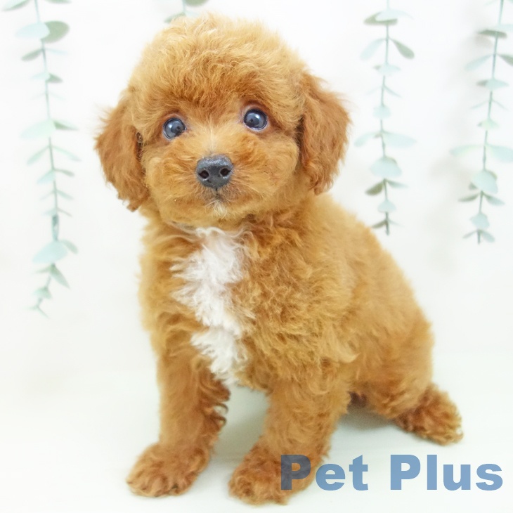 愛知県のトイプードル(トイ) (ペットプラス 熱田店/2026年5月15日生まれ/女の子/レッド)の子犬の1枚目の画像