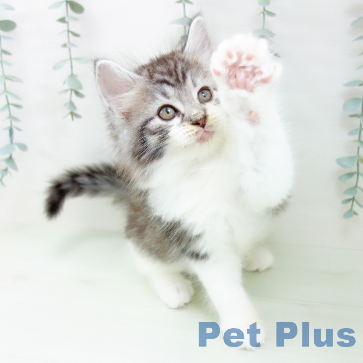 ノルウェージャンフォレストキャットの写真2