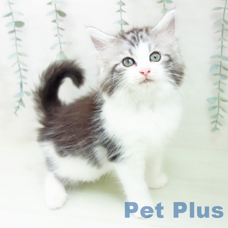 ノルウェージャンフォレストキャット