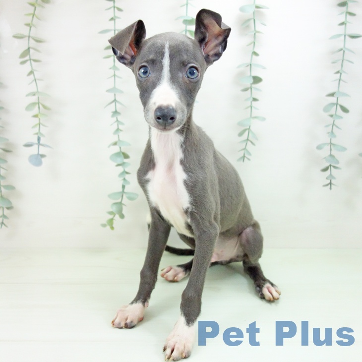 岐阜県のイタリアングレーハウンド (ペットプラス 光ケ丘店/2026年5月25日生まれ/男の子/ブルーホワイト)の子犬の2枚目の画像