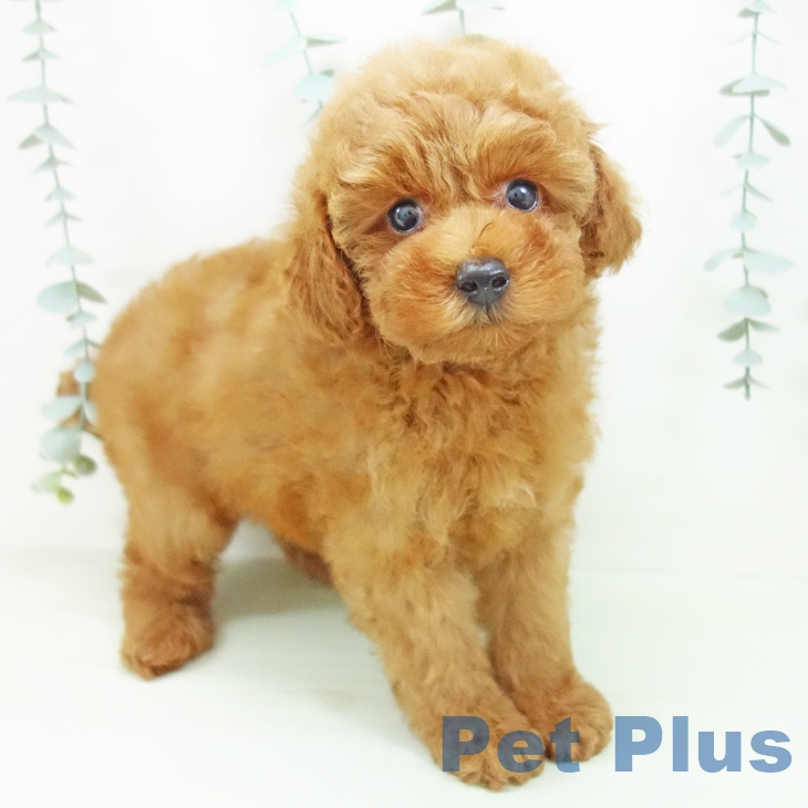 岐阜県のトイプードル(トイ) (ペットプラス 各務原店/2026年5月25日生まれ/女の子/レッド)の子犬の1枚目の画像