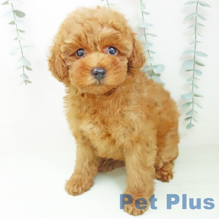 岐阜県のトイプードル(トイ) (ペットプラス 各務原店/2026年5月25日生まれ/女の子/レッド)の子犬の2枚目の画像