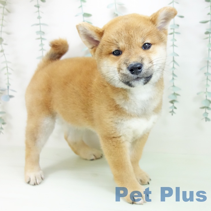 岐阜県の柴犬(標準サイズ) (ペットプラス 光ケ丘店/2026年5月26日生まれ/男の子/赤)の子犬の1枚目の画像