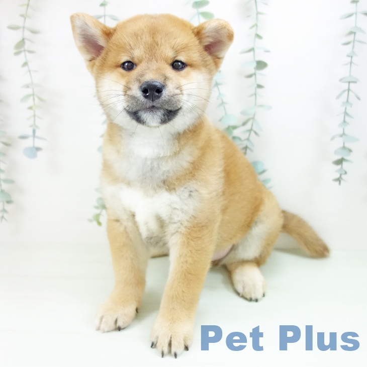 岐阜県の柴犬(標準サイズ) (ペットプラス 光ケ丘店/2026年5月26日生まれ/男の子/赤)の子犬の2枚目の画像