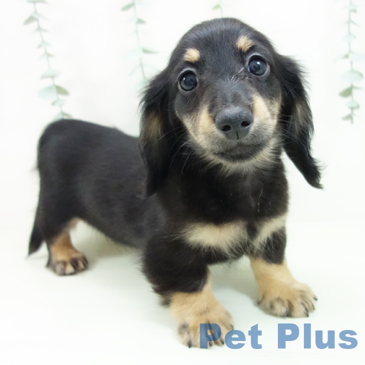 ミニチュア・ダックスフンド
