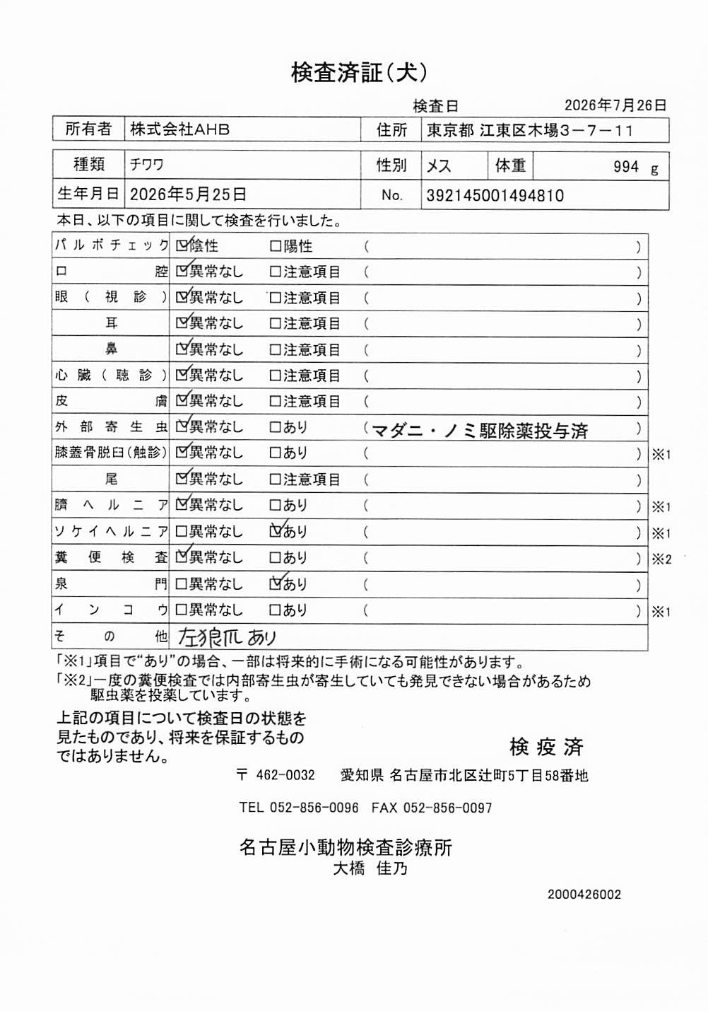 チワワ
