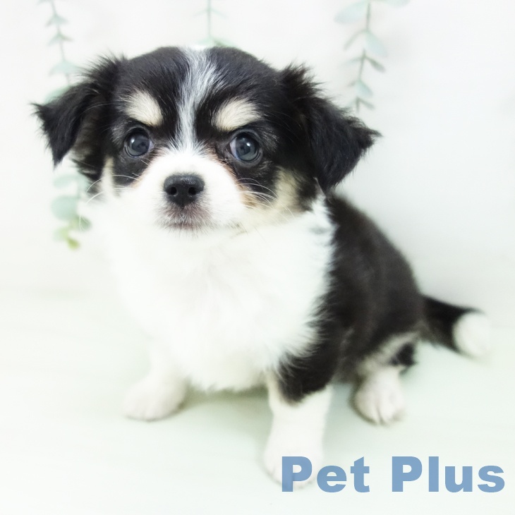 富山県のチワワ(ロング) (ペットプラス 高岡店/2026年5月30日生まれ/女の子/ブラックタンホワイト)の子犬の2枚目の画像