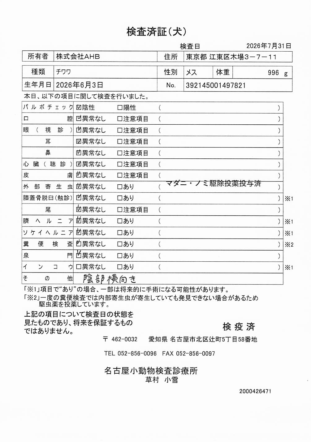 チワワ